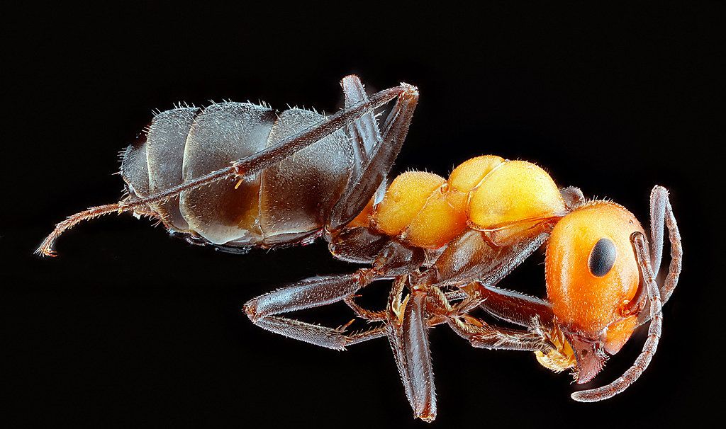 Ant Control service in State College, PA