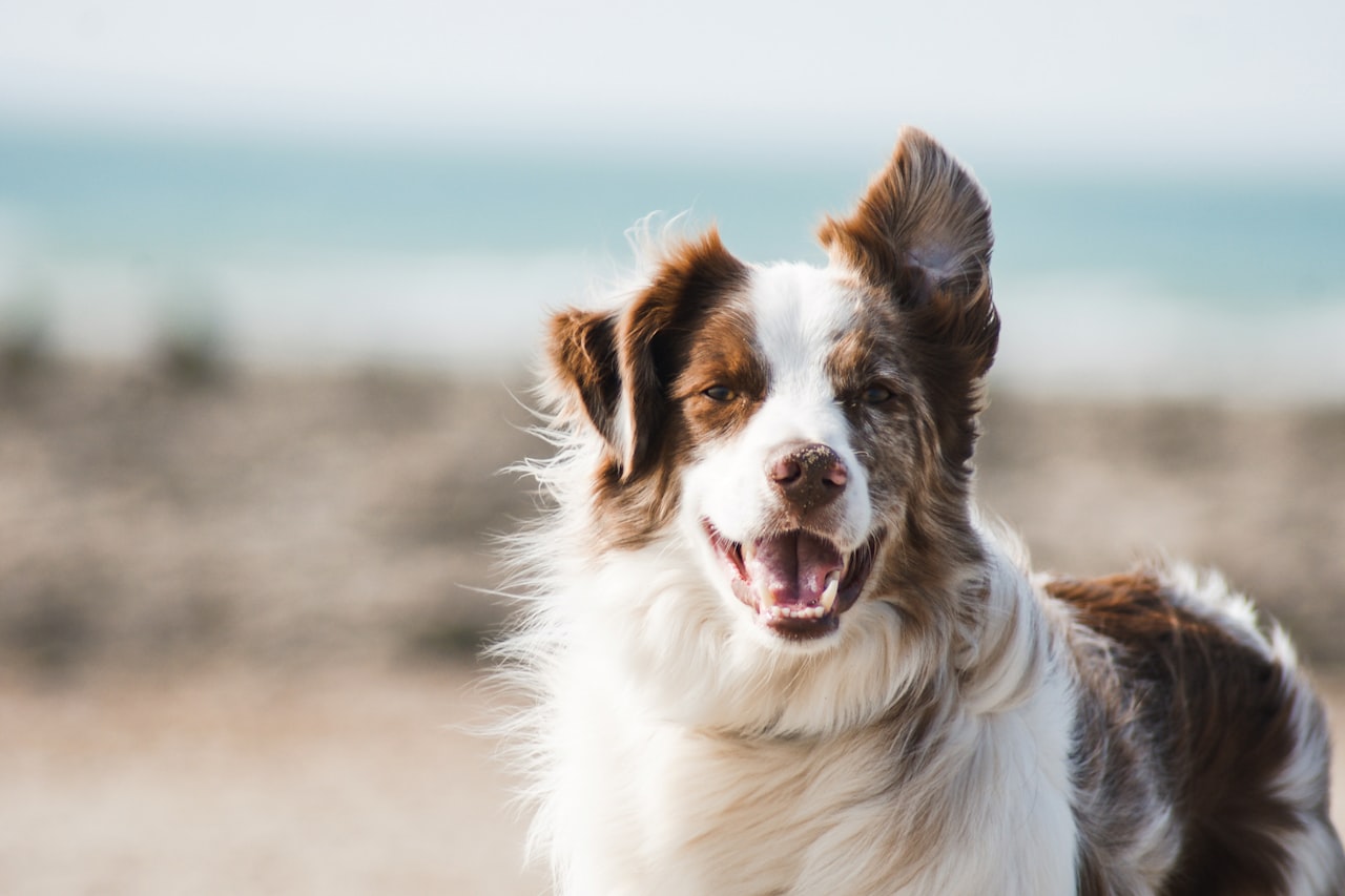 Flea & Tick Control service in State College, PA