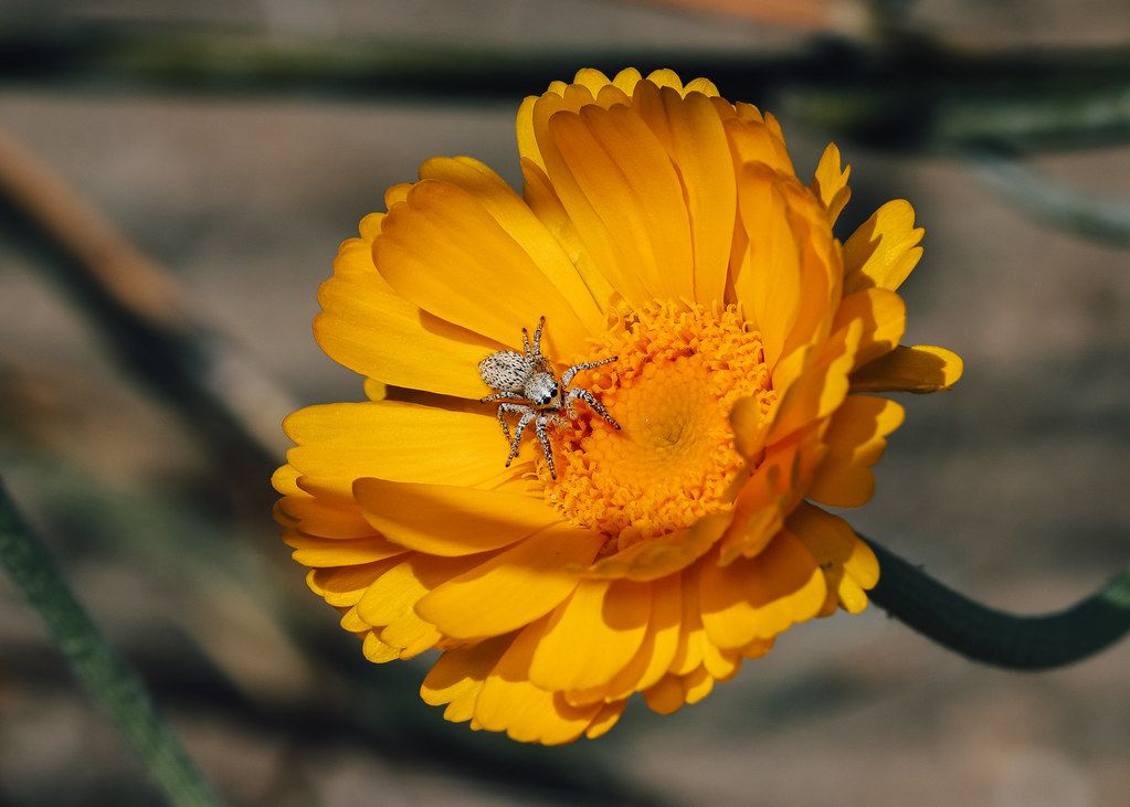 Spider Control service in State College, PA